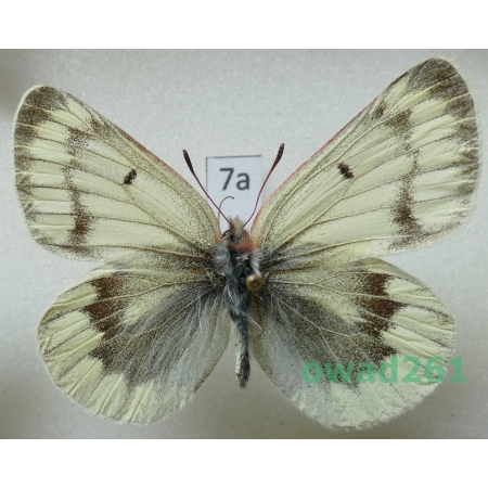 Colias nebulosa niveata Verity, 1909 female China7a